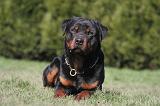 ROTTWEILER 601